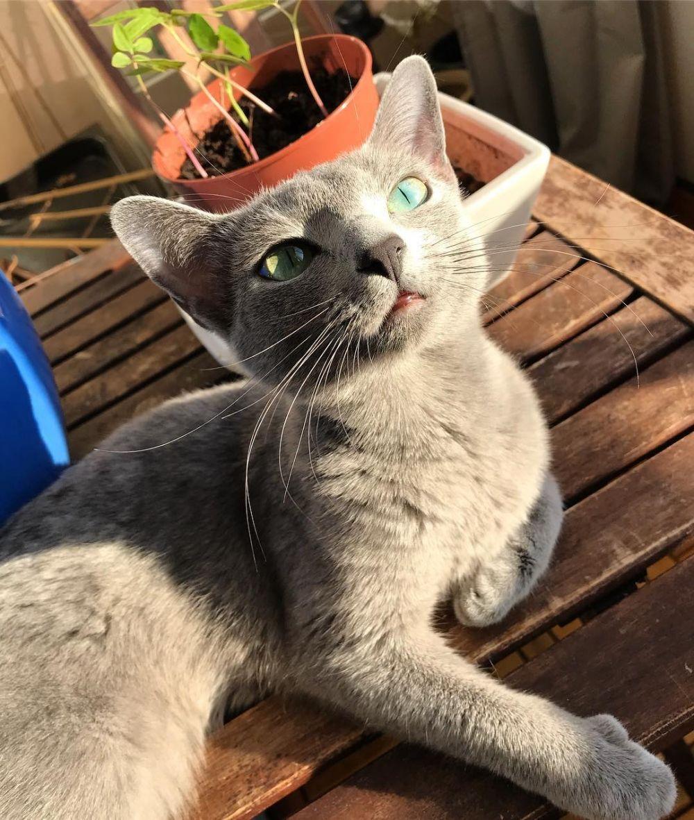 Punya Visual Menawan, Ini 8 Fakta Unik dari Kucing Russian Blue