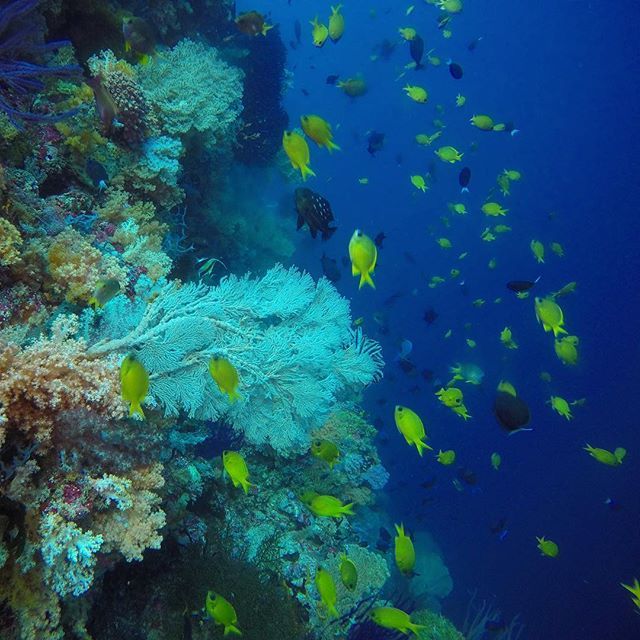 5 Spot Snorkeling di Wakatobi yang Sajikan Panorama Cantik Bawah Air