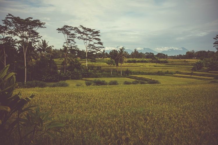 Yes Luas Lahan Baku Sawah Indonesia Bertambah