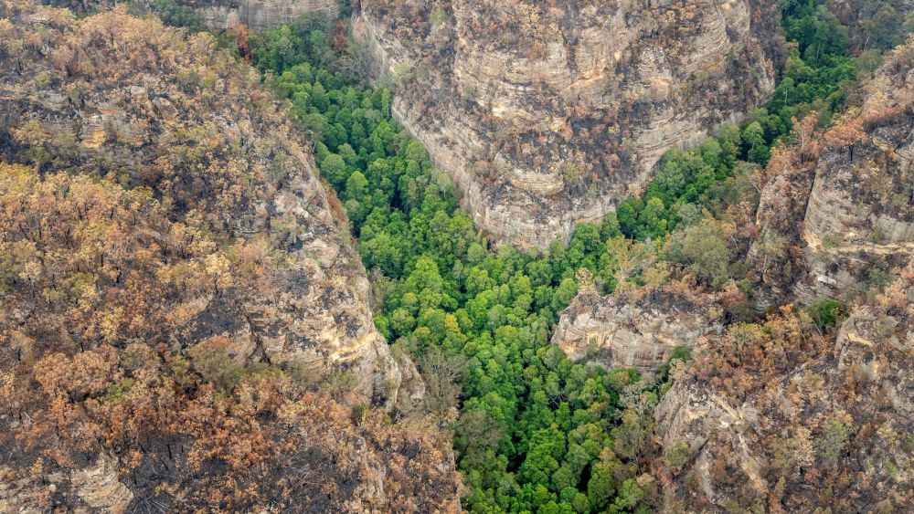 5 Fakta Unik Wollemia, Pohon Tertua dan Terlangka di Dunia