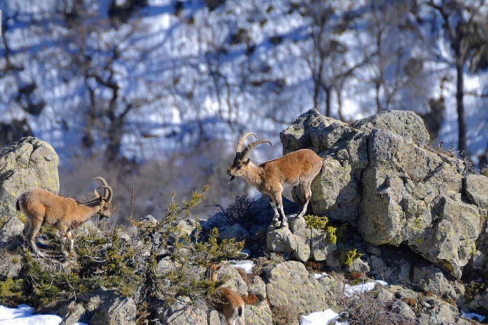 5 Fakta Menarik dari Bezoar, Jenis Kambing Tertua di Dunia