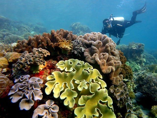 5 Spot Snorkeling di Wakatobi yang Sajikan Panorama Cantik Bawah Air