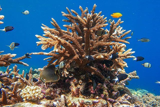 5 Spot Snorkeling di Wakatobi yang Sajikan Panorama Cantik Bawah Air