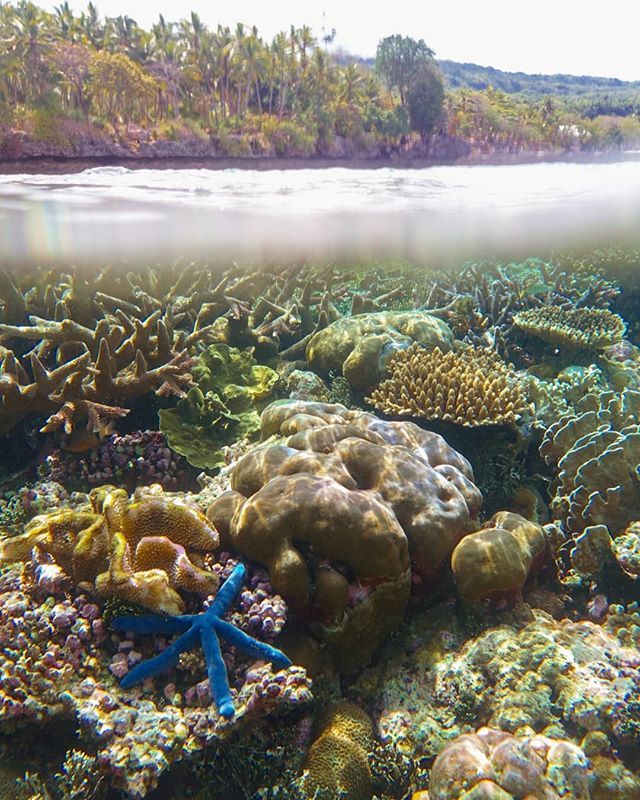 5 Spot Snorkeling di Wakatobi yang Sajikan Panorama Cantik Bawah Air