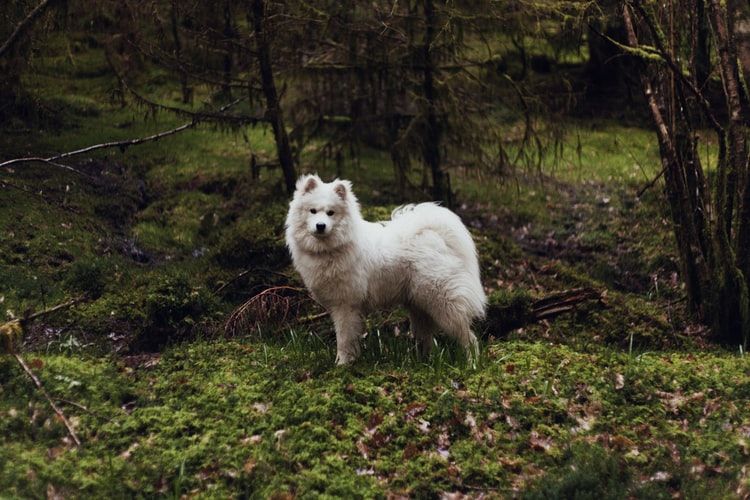 5 Jenis Anjing yang Mirip Serigala, Bisa Banget Dipelihara!