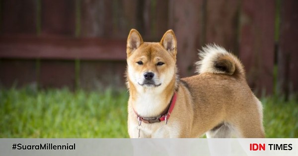 5 jenis anjing yang jarang menggonggong, gak berisik