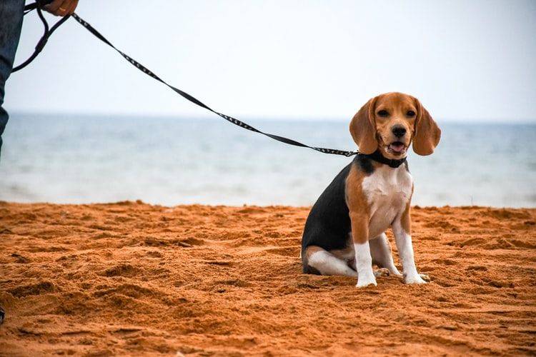 5 Jenis Anjing Yang Ramah Dan Akrab Dengan Kucing, Gak Rusuh!