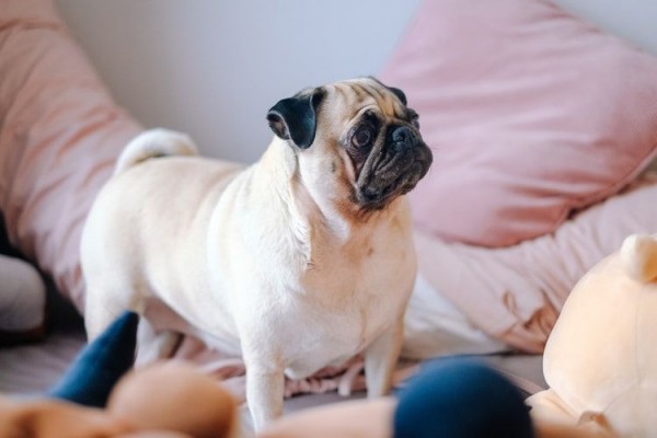 5 Jenis Anjing Yang Ramah Dan Akrab Dengan Kucing Gak Rusuh
