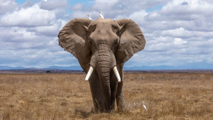 Neneng, Gajah Jomblo Gaek di Kebun Binatang Medan Tutup Usia