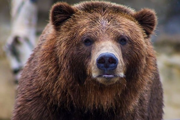 Animals which have amazing sense of smell - Bear