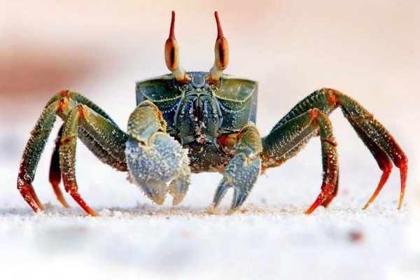 5 Fakta Kepiting Hantu, Si Mungil yang Bisa Berlari 2 Meter per Detik