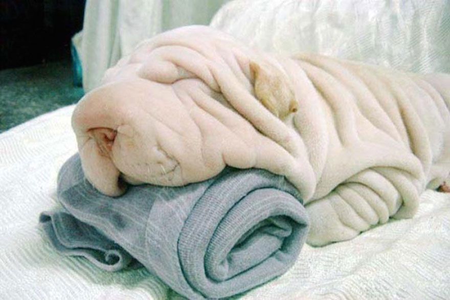 Ngakak! Jago Kamuflase, 9 Anjing ini Sepertinya Titisan Ninja