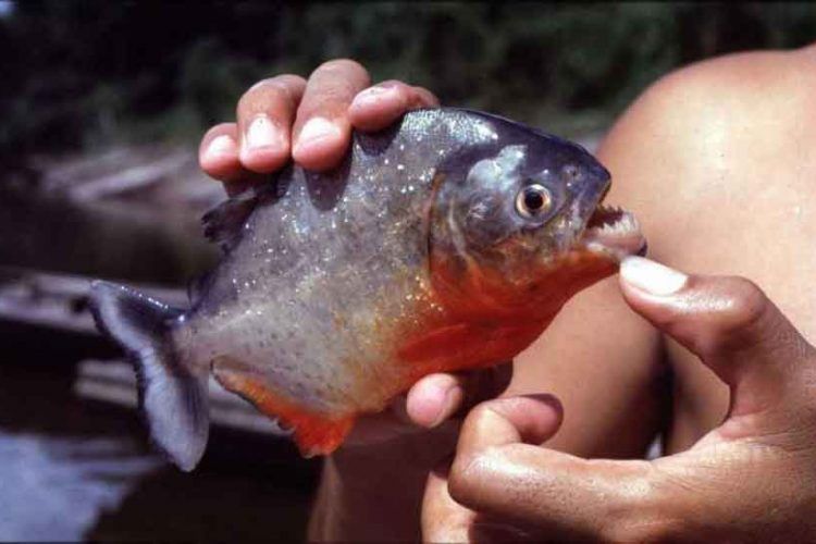 Hati-hati, 7 Jenis Ikan Ini Diklaim Paling Mematikan di Dunia