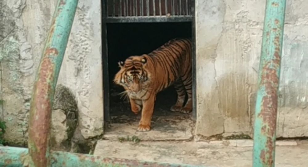 Umpan Kambing, Harimau Sumatera Masuk Box Trap di Semendo Sumsel