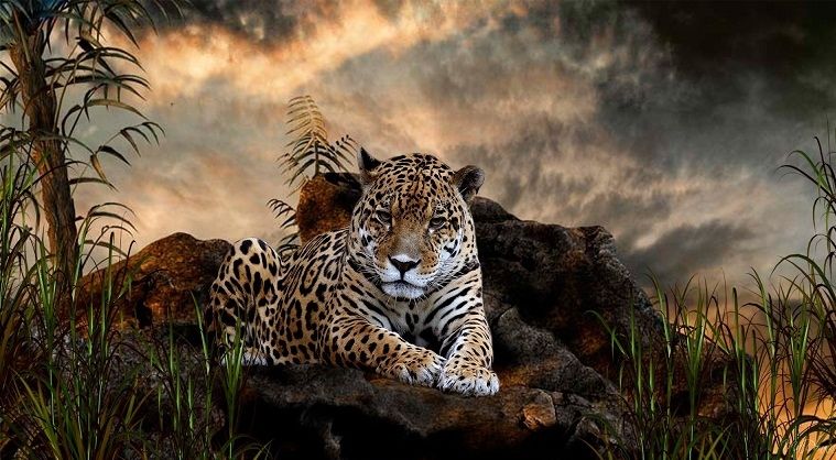 Kucing 101: 7 Fakta Jaguar, Kucing Besar yang Mampu Bunuh Anakonda!