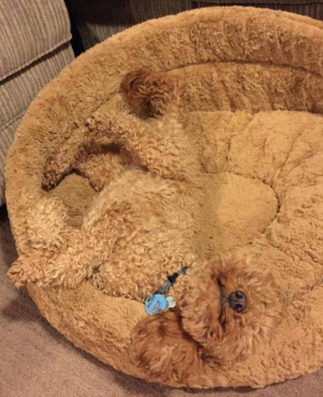 Ngakak! Jago Kamuflase, 9 Anjing ini Sepertinya Titisan Ninja