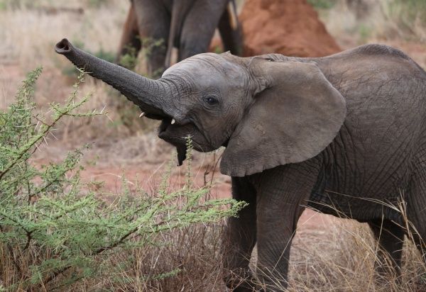 Herman Deru Sebut Gajah yang Menginjak Babinsa di OKI Lagi Masa Berahi