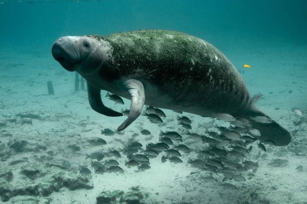 5 Fakta Unik Manatee, Keturunan Gajah hingga Legenda Putri Duyung