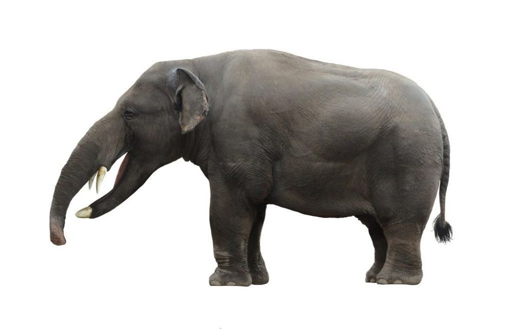 Fakta Gajah Bergading Datar yang Telah Punah 