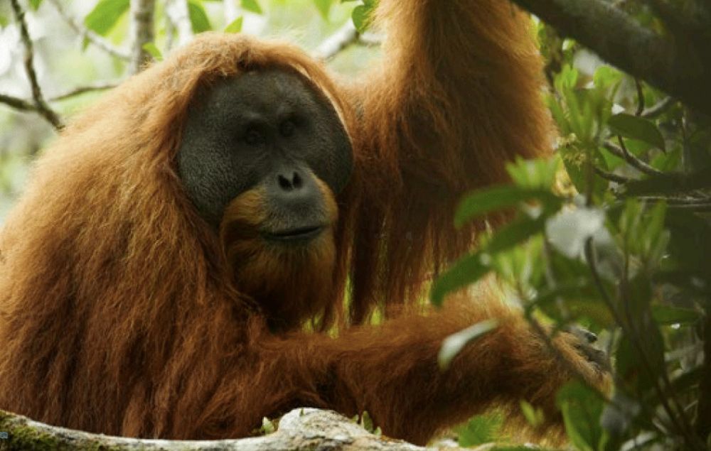 Akibat Pembukaan Lahan Berulang, Orangutan Menyerbu Kebun Warga