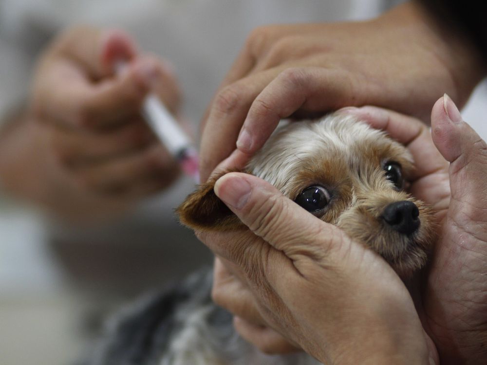 Ratusan Warga di Bima Menjadi Korban Gigitan Anjing Gila