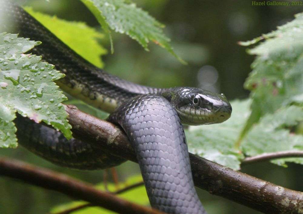 6 Hewan  Cantik dengan Warna  Tubuh Hitam  Legam yang Memikat 