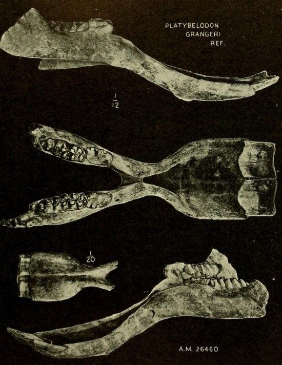 5 Fakta Platybelodon, Gajah Bergading Datar yang Telah Punah