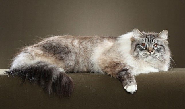 Kucing 101: Mengenal Siberian, Jenis Kucing yang Sering Dikira Persian