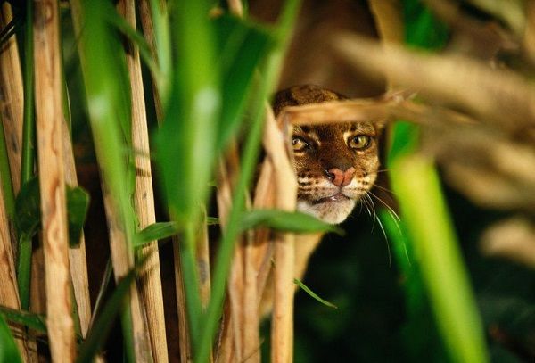 Hampir Punah, Ini 5 Fakta Kucing Merah, Binatang Endemik Kalimantan