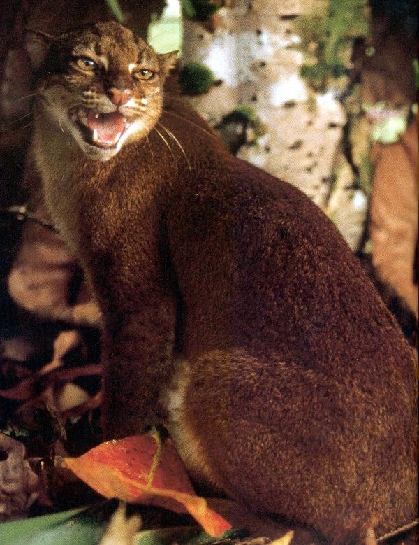 5 Fakta Kucing Merah Hewan  Liar Endemik  Kalimantan  yang 