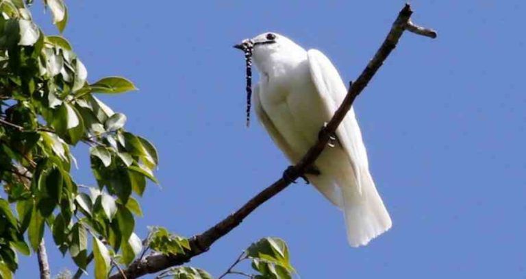 5 Fakta Unik Bellbird Putih, Burung Paling Berisik di Dunia!