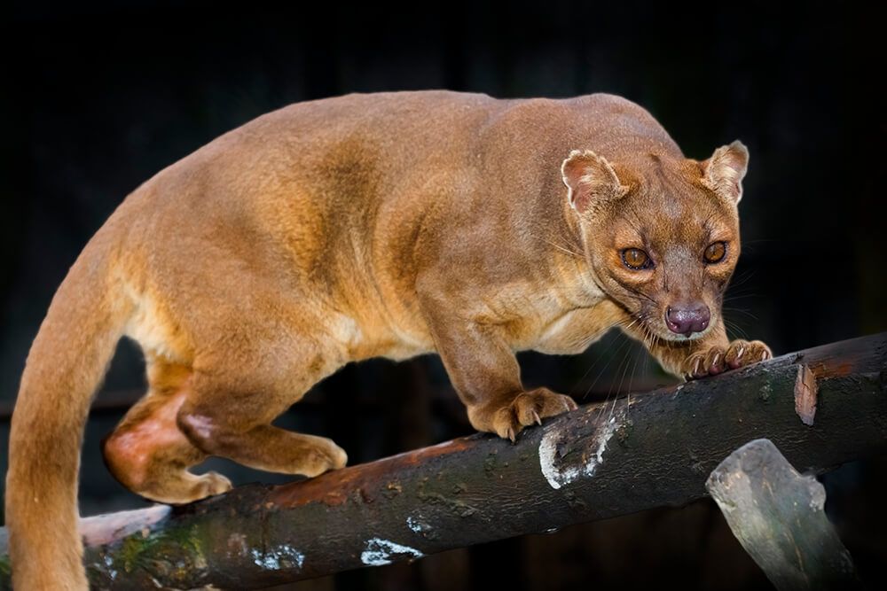 Fossa