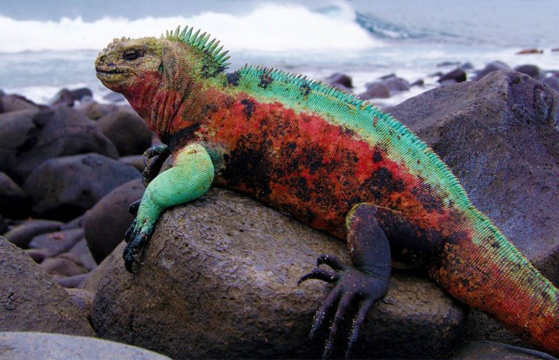 Fakta Iguana Laut Kadal Yang Bisa Berenang