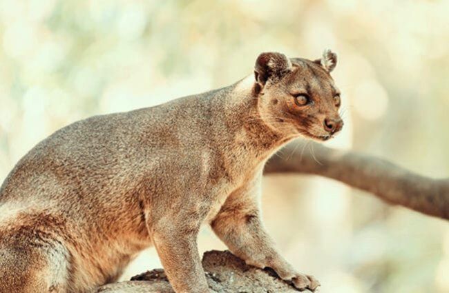 Fossa