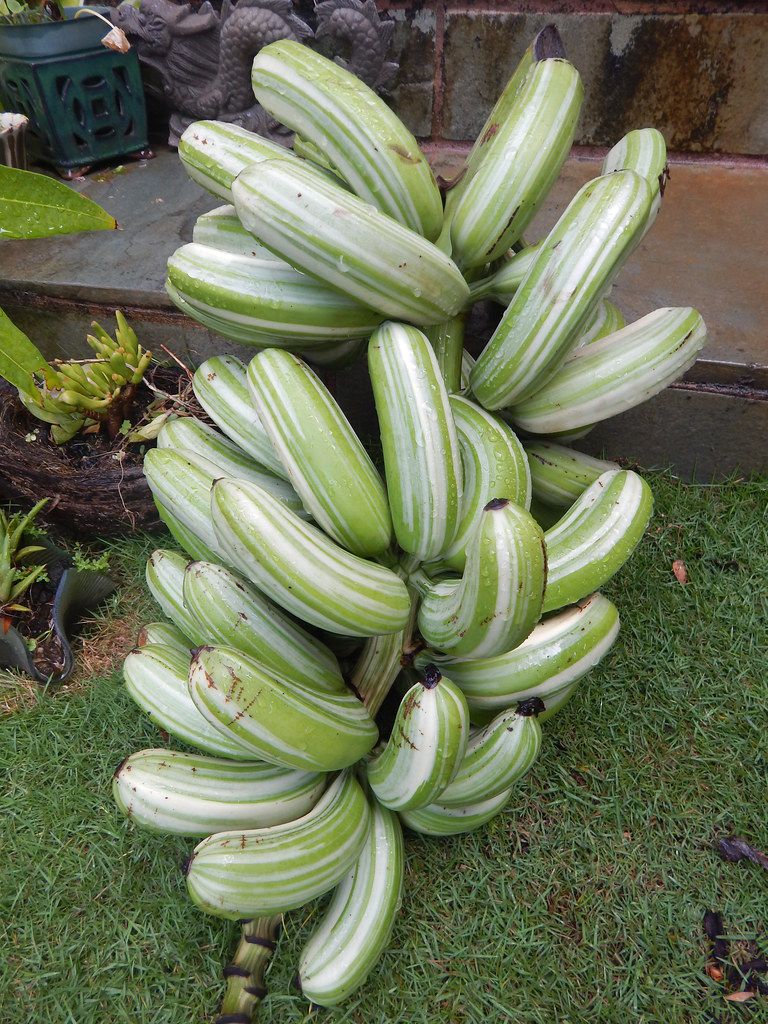 5 Jenis  Pisang  Ini Punya Warna yang Gak Biasa 