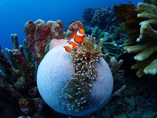 5 Titik Diving dan Snorkeling di Bunaken yang Wajib Didatangi