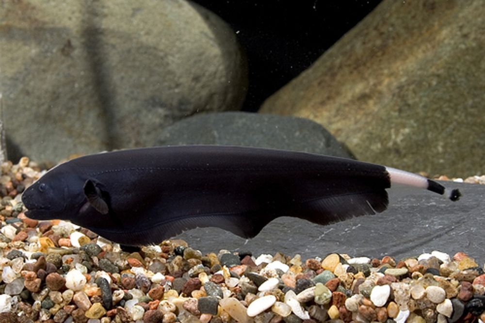 5 Fakta Menarik Blackghost, Ikan dengan Kemampuan yang Unik