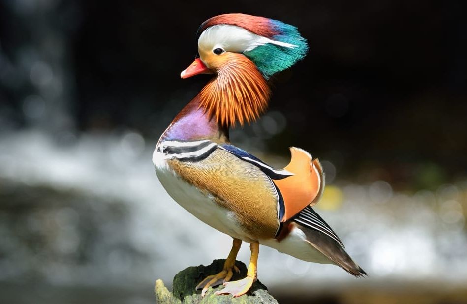 5 Fakta Bebek Mandarin, Unggas dengan Bulu yang Indah