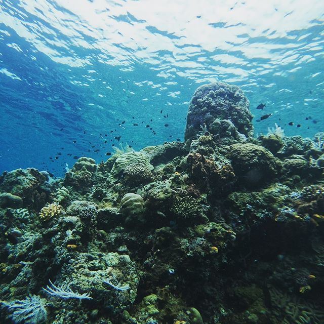 5 Titik Diving dan Snorkeling di Bunaken yang Wajib Didatangi