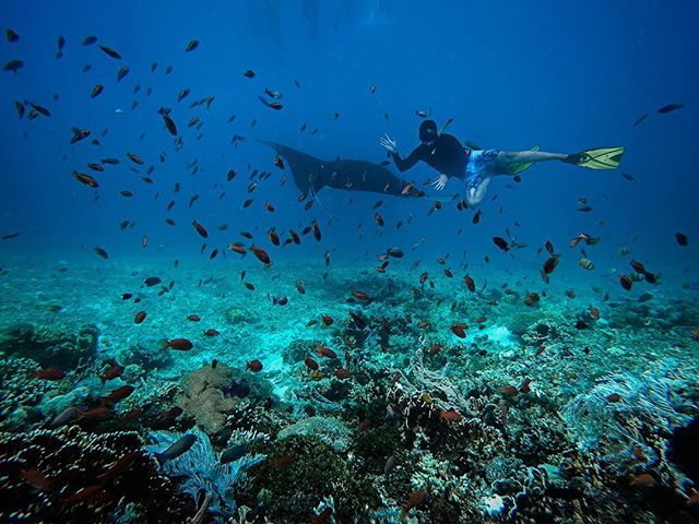 Spot Snorkeling Di Pulau Komodo Yang Hadirkan Pesona Memukau