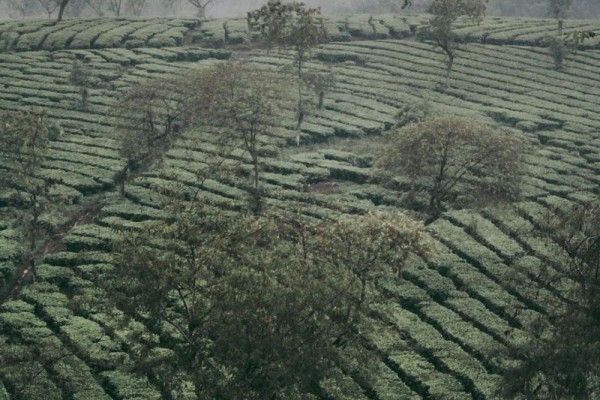 Tidak Hanya Indah, 8 Kebun Teh Ini Terkenal karena Instagramable