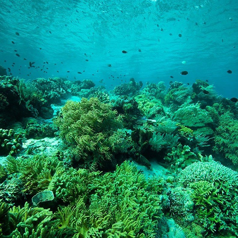 5 Titik Diving dan Snorkeling di Bunaken yang Wajib Didatangi