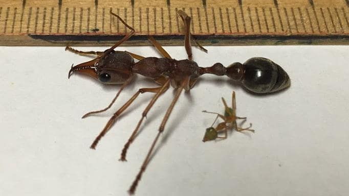 Fakta Unik Semut Paling Berbahaya di Dunia