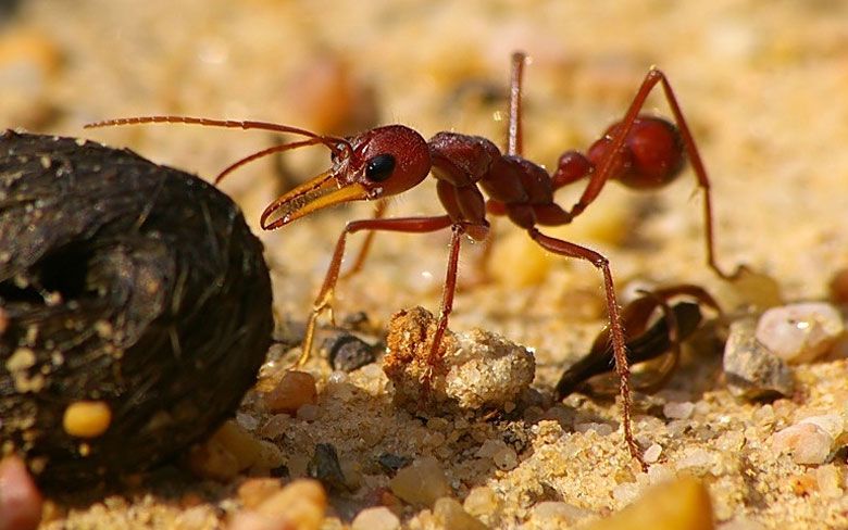 Fakta Unik Semut Paling Berbahaya di Dunia