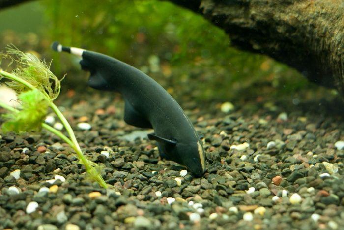 5 Fakta Menarik Blackghost, Ikan dengan Kemampuan yang Unik