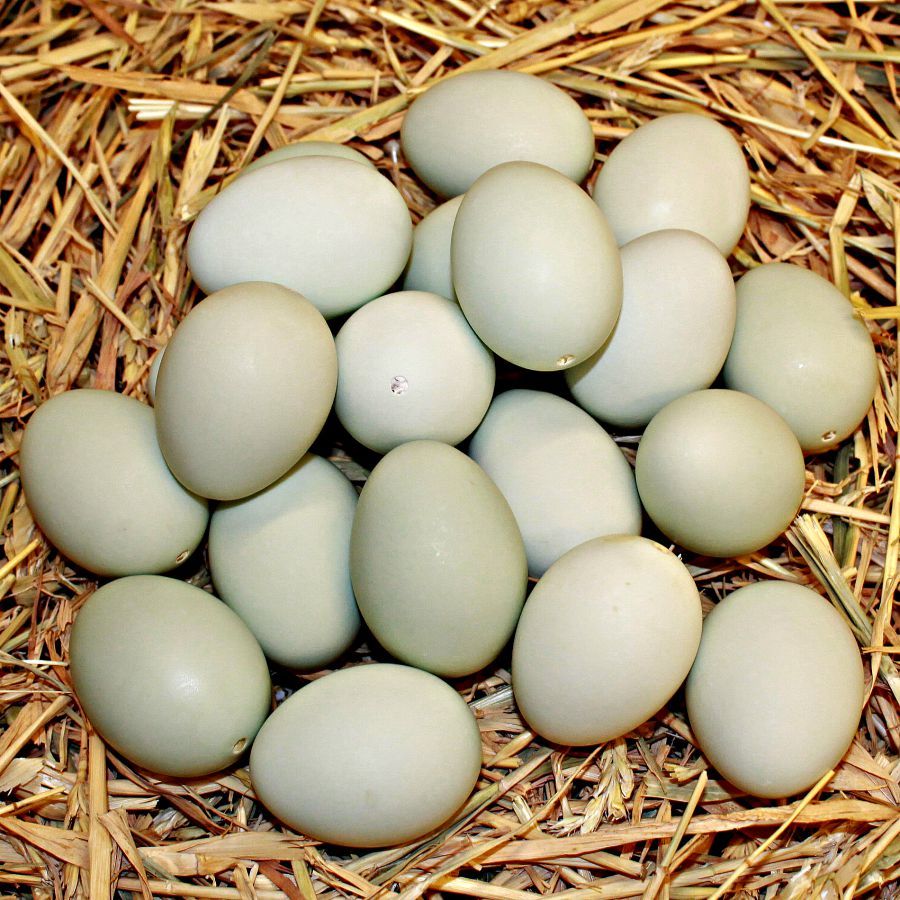 Ini Lho 5 Alasan Mengapa Telur Asin Menggunakan Telur Bebek