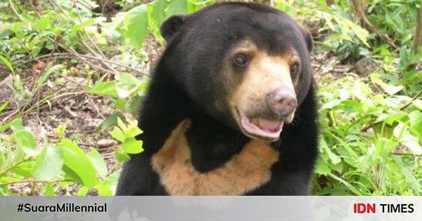 Deskripsi beruang dalam bahasa inggris