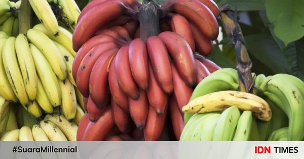 5 Jenis  Pisang  Ini Punya Warna yang Gak Biasa 