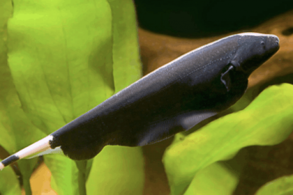 7 Fakta Menarik tentang Ikan Blackghost