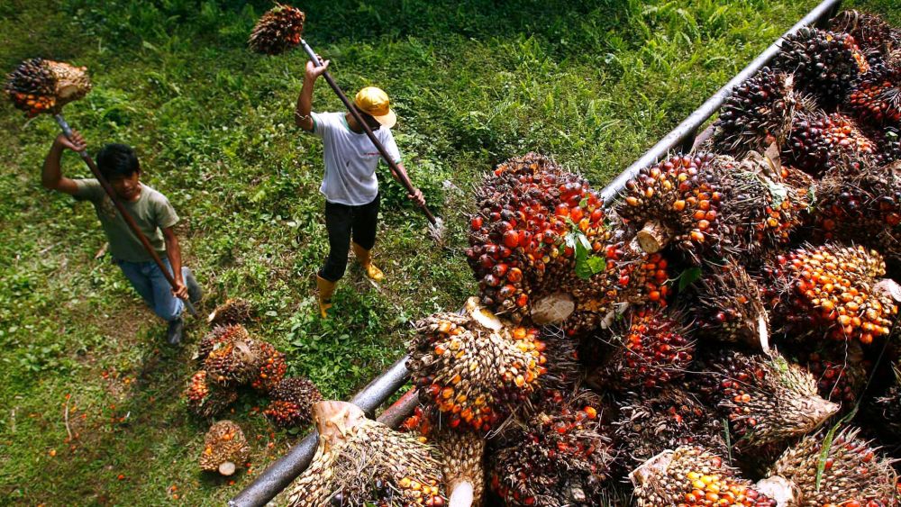 5 Negara Penghasil Minyak Kepala Sawit Terbesar di Dunia